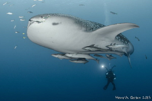 WhaleShark with Videographer by Henrik Gram Rasmussen 
